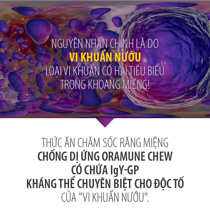 Thức ăn chăm sóc răng miệng Oramune Chew khác với bánh thưởng thông thường