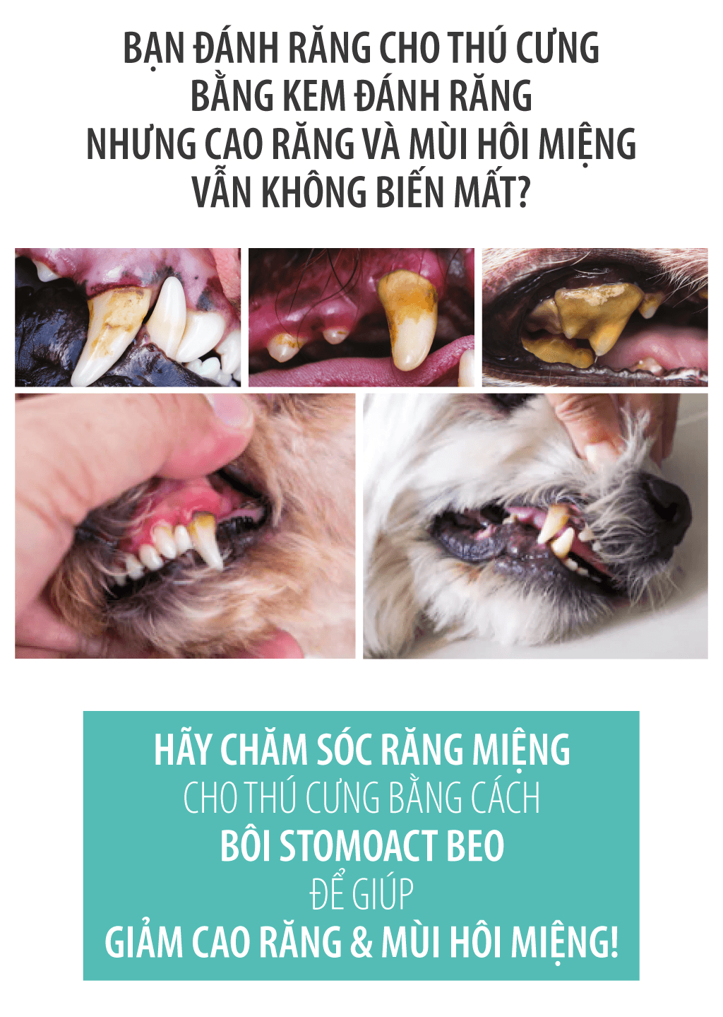 Gel chăm sóc răng miệng chó mèo Enzyme Postbiotic BEO - Image 12