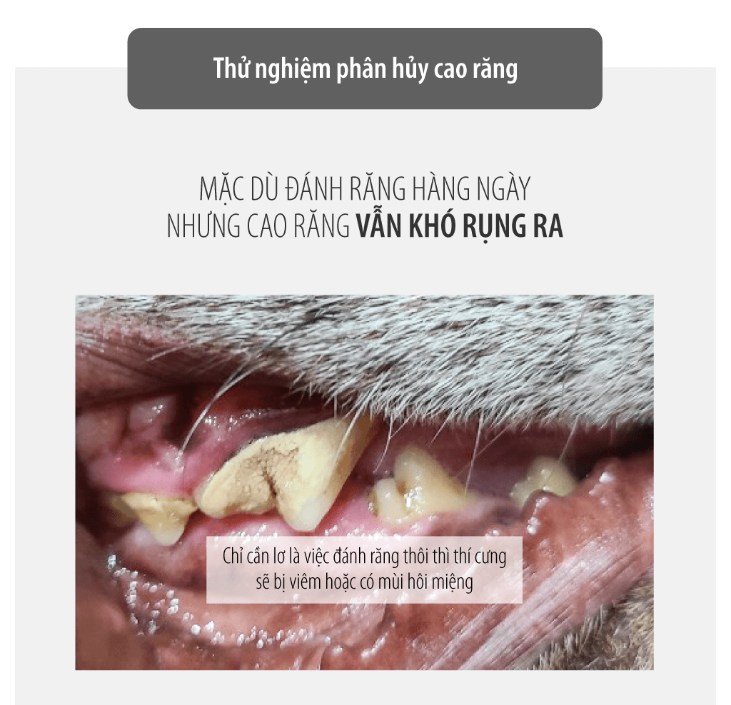 Gel chăm sóc răng miệng chó mèo Enzyme Postbiotic BEO - Image 13