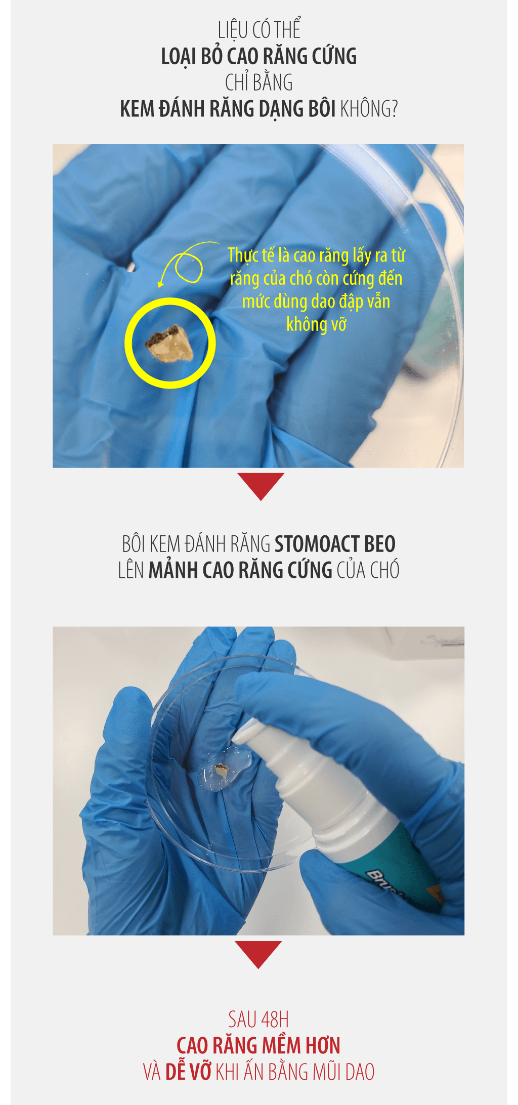 Gel chăm sóc răng miệng chó mèo Enzyme Postbiotic BEO - Image 14