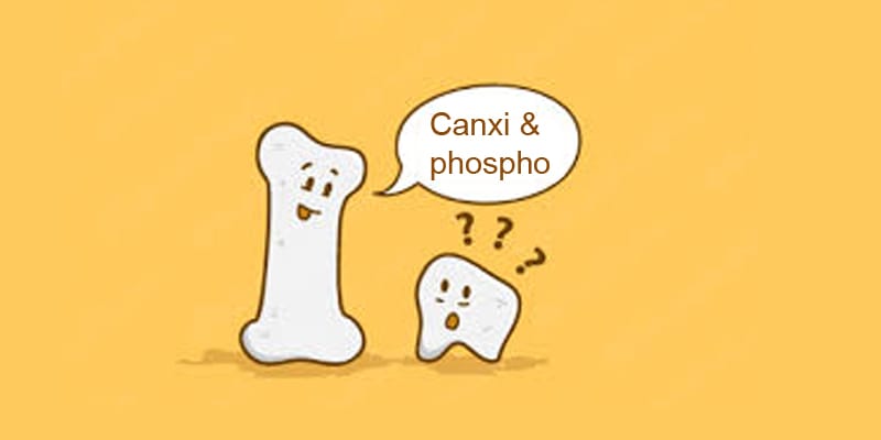 tỉ lệ canxi phopho chuẩn