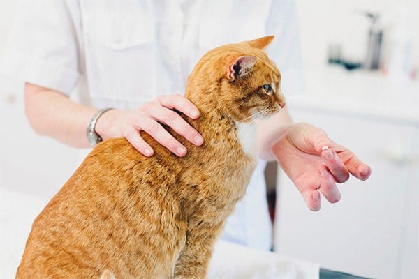 Cách cho mèo uống thuốc đơn giản tại nhà