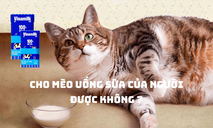 Có nên cho mèo uống sữa của người hay không?