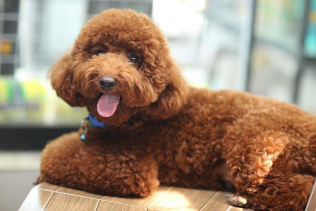 cách dưỡng lông cho chó poodle