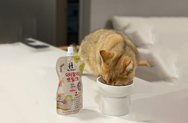 Mèo con 1 tháng tuổi nên uống sữa gì?