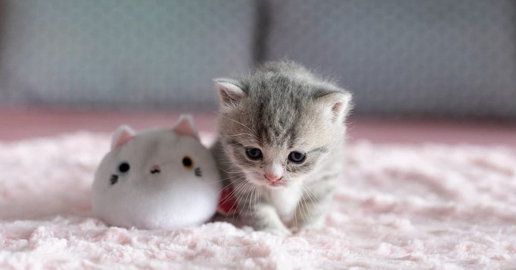 Cho Mèo Bú Sữa Như Thế Nào? Những Lưu Ý Sen Cần Biết