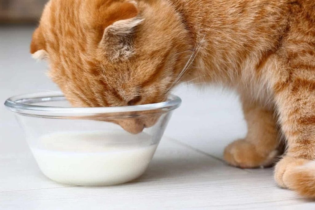 Cho Mèo Uống Sữa Người Có Tốt Không