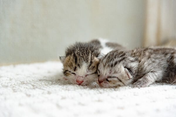 Mèo Sơ Sinh Uống Sữa Gì? Cách Chọn Sữa Phù Hợp Sen Cần Biết