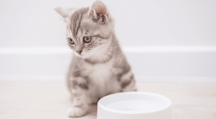 Mèo Sơ Sinh Uống Sữa Gì Thì Tốt