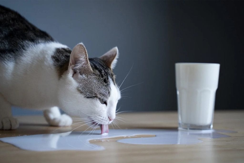 Mèo Uống Được Sữa gì? Những Lưu Ý Khi Cho Mèo Uống Sữa