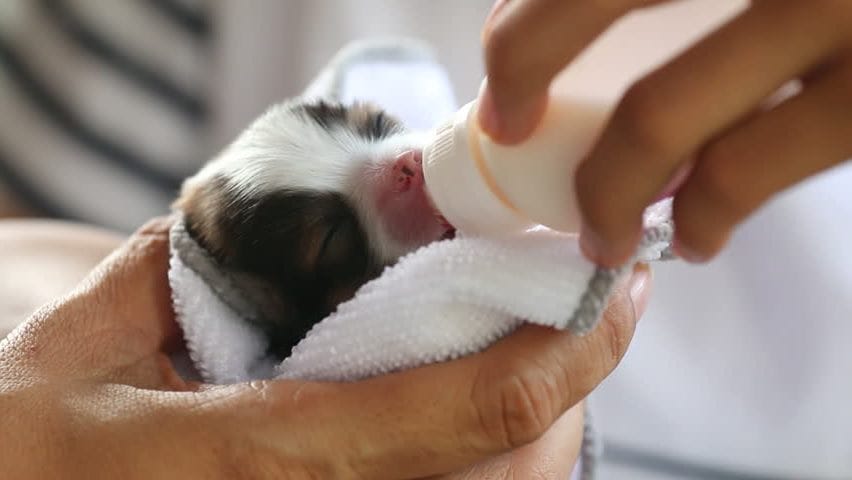 Nuôi Chó Mèo Con Có Cần Sử Dụng Bình Sữa Không