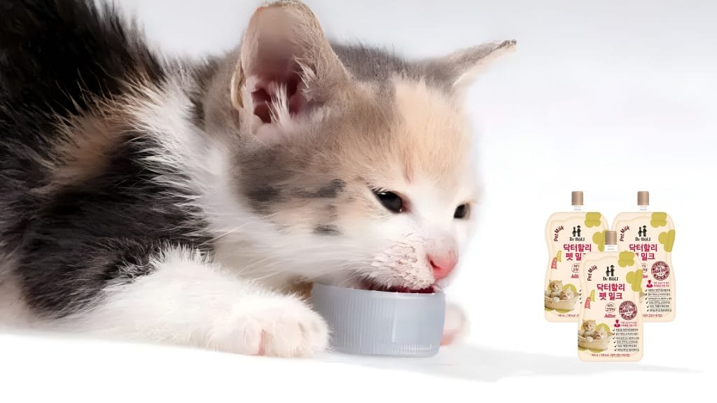 Sữa Cho Mèo Con Lựa Chọn Đúng Để Bé Khỏe Mạnh