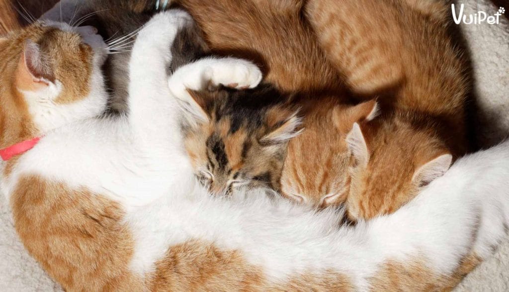 Vì Sao Mèo Con Mất Mẹ Cần Bổ Sung Sữa Chuyên Biệt