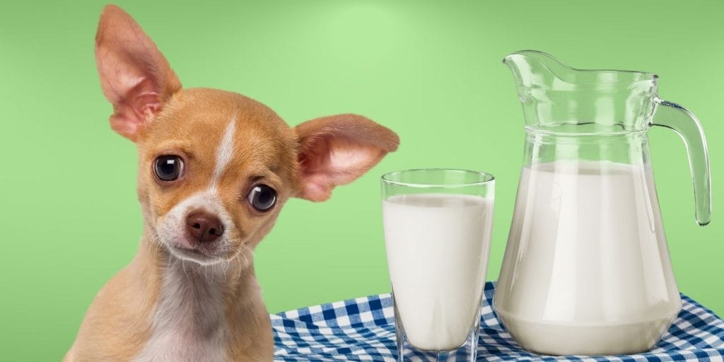 Có nên cho chó uống sữa Gợi ý một số loại sữa tốt cho chó