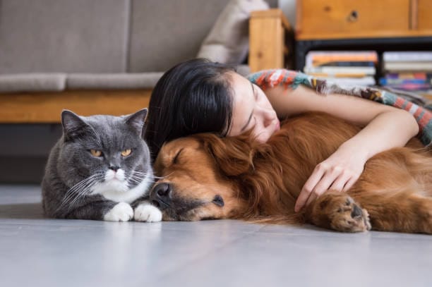 Bình Xịt Khử Mùi Chó Mèo Loại Nào Tốt Hiện Nay