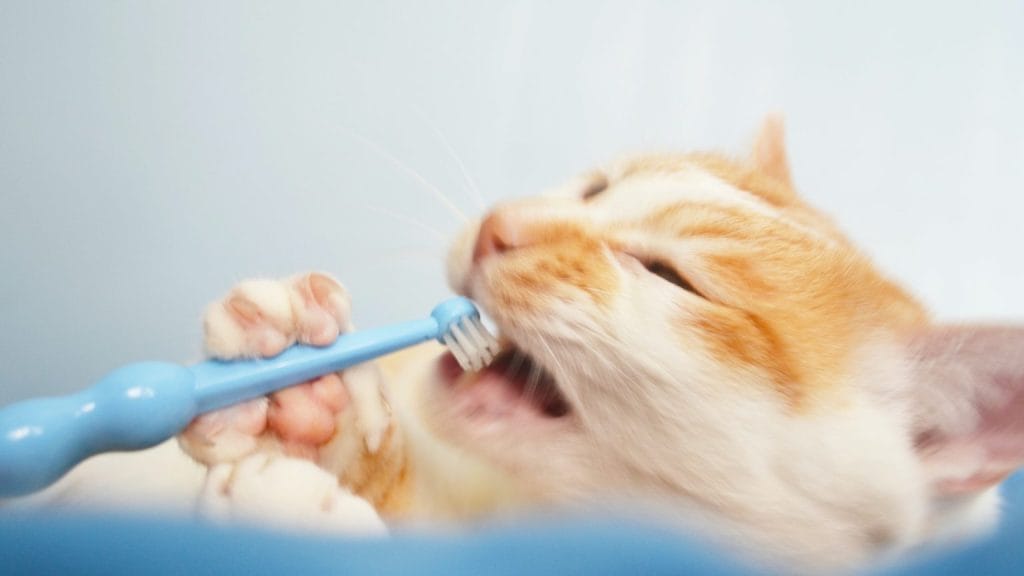 Cách Chữa Hôi Miệng Cho Mèo Tại Nhà Cực Đơn Giản, Tiện Lợi