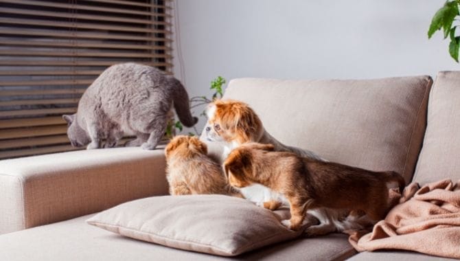 Cách Khử Mùi Chó Mèo Trên Sàn, Thảm, Đệm Hiệu Quả