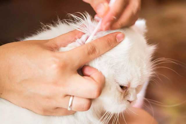Cách Rửa Tai Cho Mèo Đơn Giản, An Toàn Tại Nhà