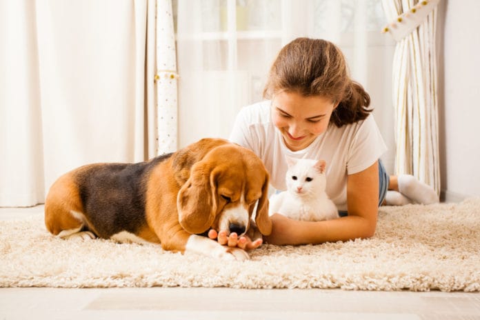 Cách khử mùi cho chó 8 phương pháp hiệu quả & an toàn