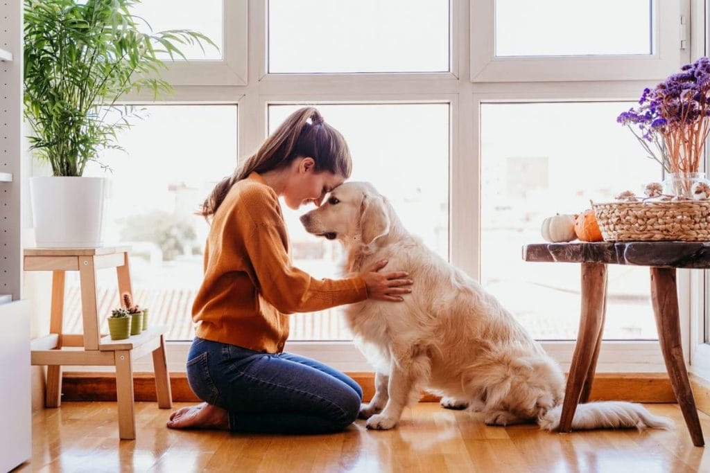 Cách khử mùi cho chó 9 giải pháp hiệu quả & an toàn tại nhà