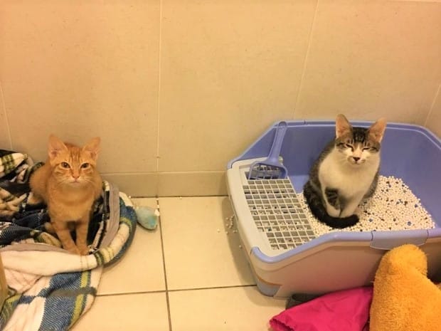 Cách khử mùi hôi chó hiệu quả, an toàn trong nhà đơn giản nhất!
