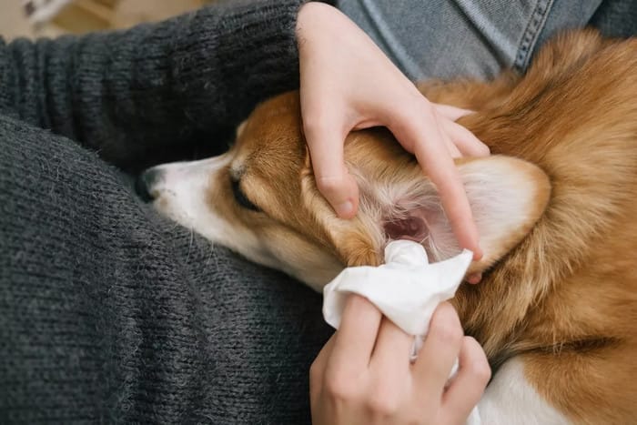 Nước rửa tai cho chó Cách dùng đúng và an toàn tại nhà