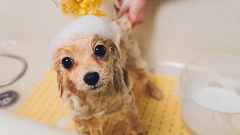 Tắm cho chó bằng sữa tắm em bé có được không