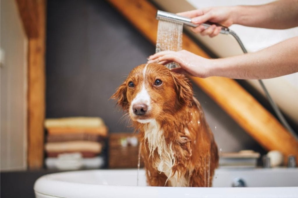 Tắm cho cún tại nhà đúng cách Sạch sẽ, thơm lâu, không hôi