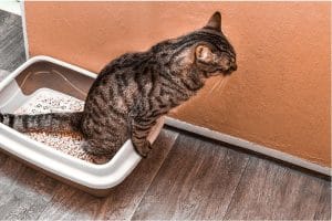 Cách khử mùi nước tiểu mèo hiệu quả & nhanh chóng tại nhà