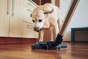 Khử mùi chó hiệu quả Làm đúng cách để nhà luôn sạch mùi