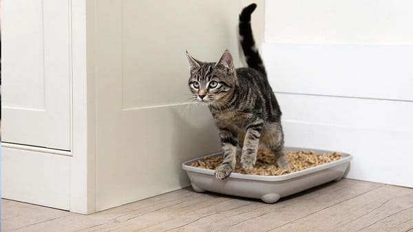 Khử mùi hôi cát mèo hiệu quả, nhanh chóng & đơn giản tại nhà