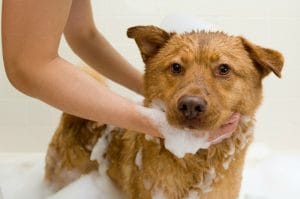 Khử mùi hôi lông chó hiệu quả, nhanh chóng & an toàn tại nhà