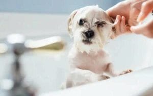 Sữa tắm cho chó lông trắng Cách giữ lông sáng, sạch & không ố