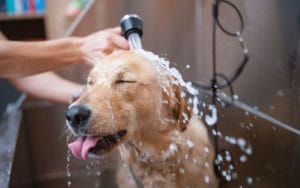 Sữa tắm khử mùi cho chó Giải pháp giúp chó sạch mùi tại nhà