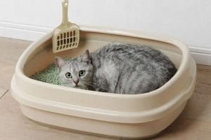 Vì sao mùi cát mèo luôn nặng và dai hơn mùi chó