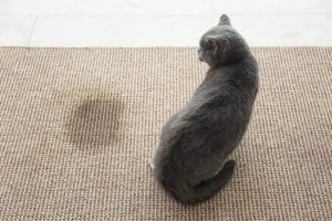 Vì sao mùi nước tiểu chó mèo rất khó khử sạch