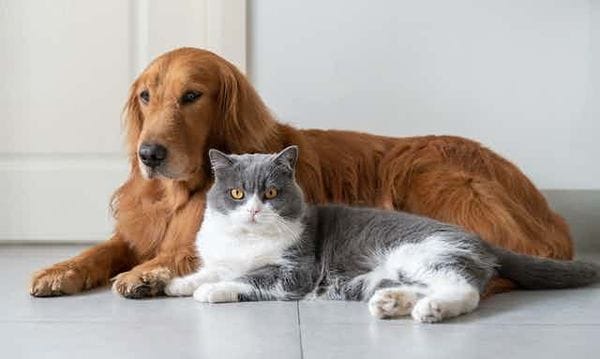 Xịt khử mùi chó mèo Giải pháp tiện lợi cho nhà nuôi thú cưng