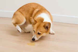 Cách khử mùi chó đi vệ sinh hiệu quả Xử lý đúng để mùi không quay lại