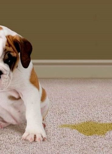 Cách khử mùi chó đi vệ sinh hiệu quả, sạch mùi tận gốc tại nhà