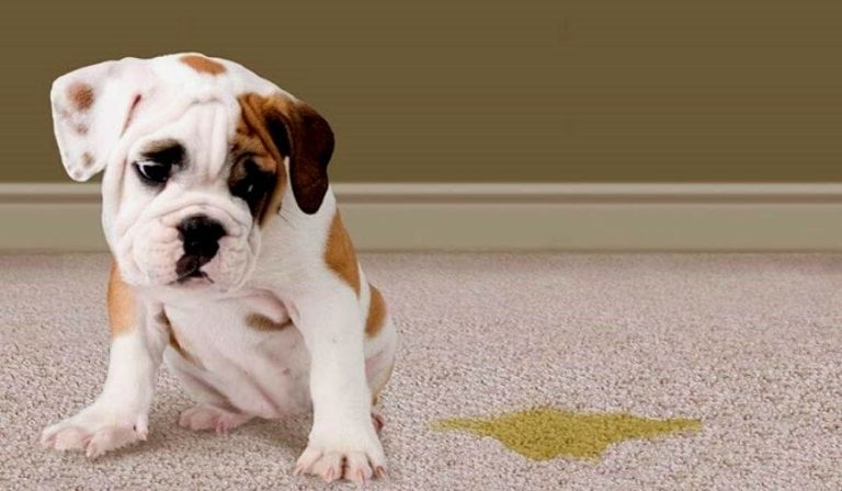 Cách khử mùi chó đi vệ sinh hiệu quả, sạch mùi tận gốc tại nhà