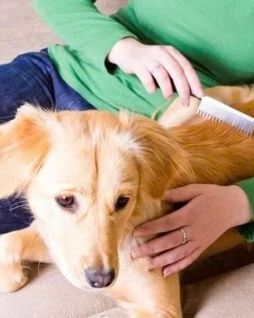 Chai xịt khử mùi chó Giải pháp nhanh cho nhà luôn thơm sạch