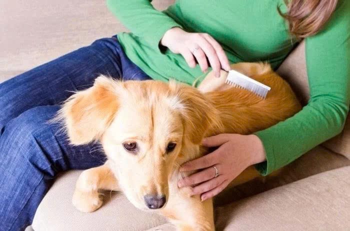 Chai xịt khử mùi chó Giải pháp nhanh cho nhà luôn thơm sạch