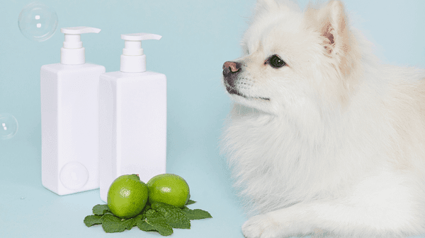 Khử mùi hôi lông chó hiệu quả Giải pháp sạch mùi từ gốc