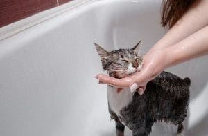 Sữa tắm tốt cho mèo Cách chọn đúng & tắm mèo an toàn tại nhà