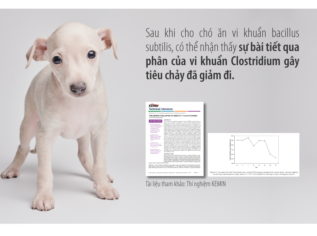 Men vi sinh lợi khuẩn kép Extra Signatureby cho Chó Mèo